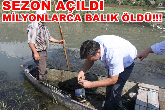 MİLYONLARCA BALIK TELEF OLDU