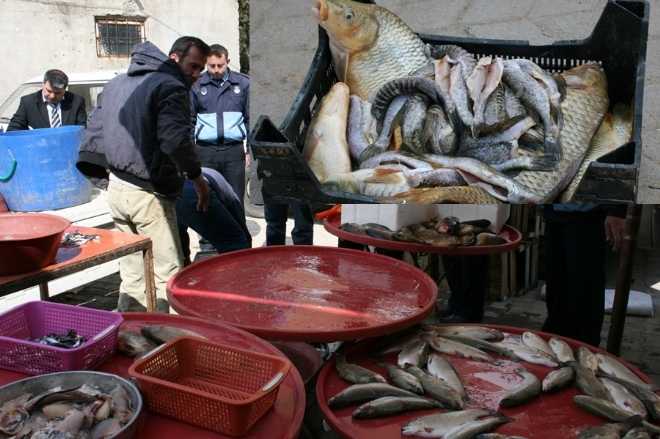 GIDA DENETİMİNE ÇIKAN ZABITA KAÇAK BALIK YAKALADI