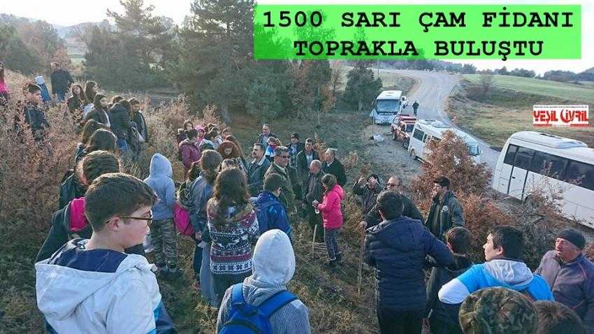 ÇİVRİL'E 1500 SARI ÇAM FİDANI DİKİLDİ