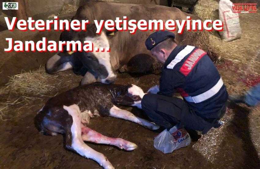 VETERİNER YETİŞEMEYİNCE İNEĞİN DOĞUMUNU JANDARMA YAPTIRDI