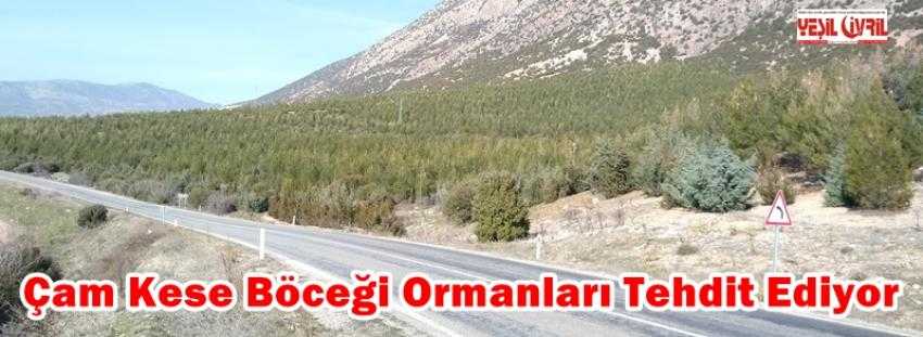 TEDBİR ALINMAZSA ORMAN YOK OLACAK