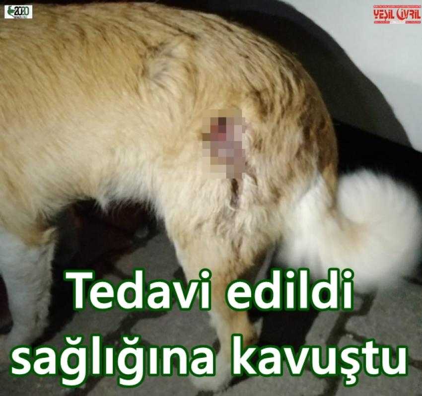 SİLAHLA VURULAN KÖPEK SAĞLIĞINA KAVUŞTU