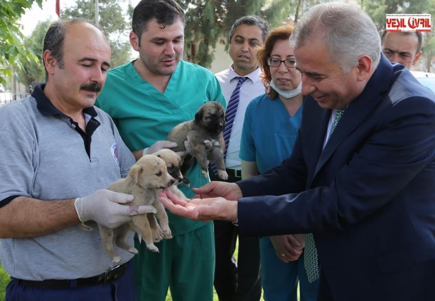 DENİZLİ’DE SOKAK HAYVANLARI SAHİPSİZ DEĞİL