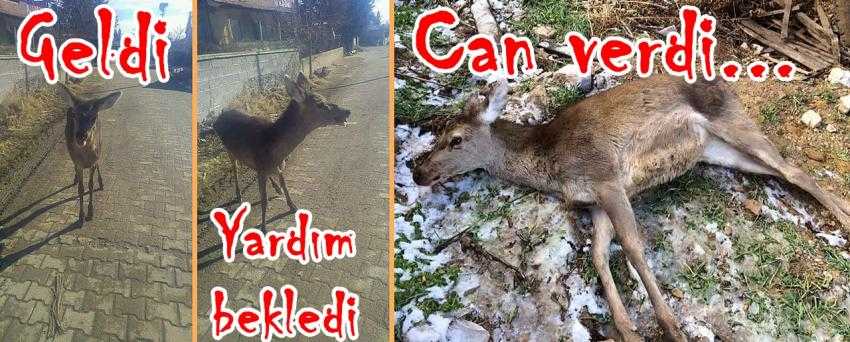 JANDARMA YAVRU GEYİĞİN KATİLİNİ ARIYOR