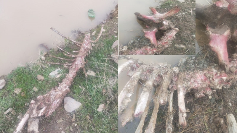 ÇİVRİL AKDAĞ’DA AÇ KALAN KURTLAR KIZIL GEYİĞİ PARÇALADI