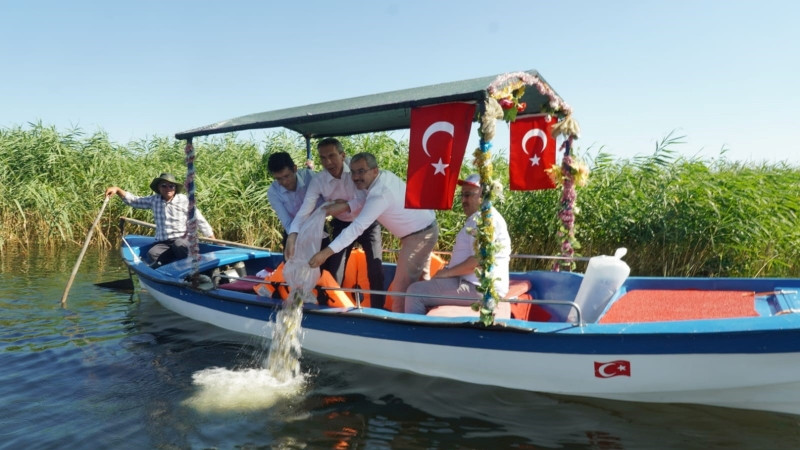 GÖLE 300 BİN SAZAN YAVRUSU BIRAKILDI