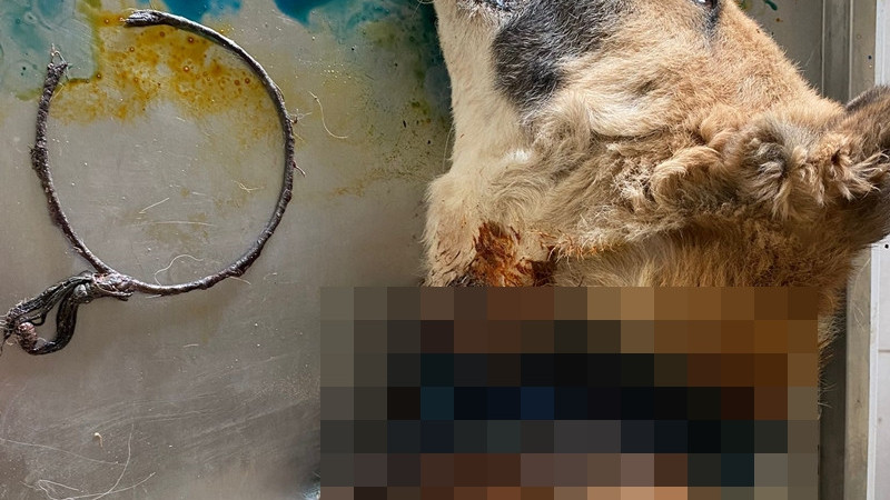 BOYNU KESİLEN KÖPEK KURTARILDI