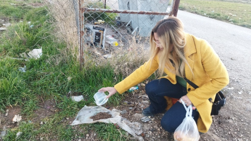 YAPILAN BAĞIŞLAR SOKAK HAYVANLARINA MAMA OLDU