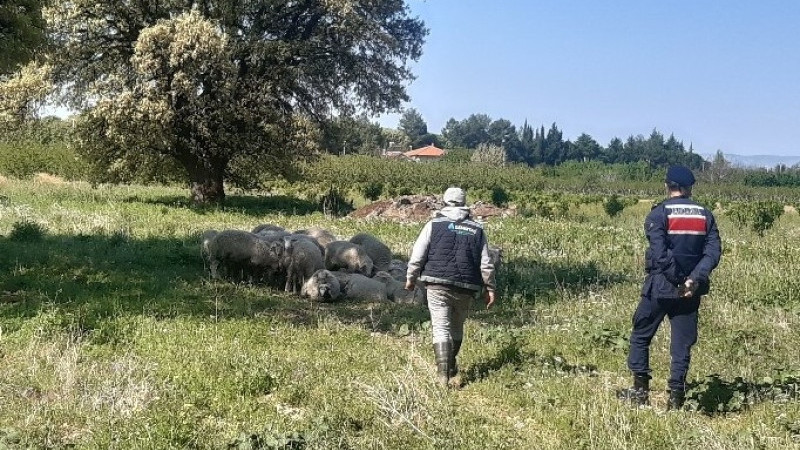 ÇİVRİL'DE KAYBOLAN KOYUNLARI JANDARMA DRONE İLE BULDU