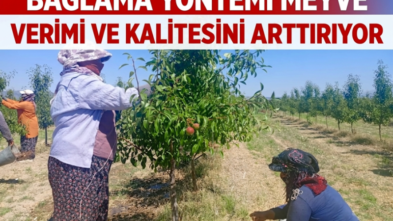 Çivrilli Üreticiler Bağlamayla Kaliteyi Yükseltiyor