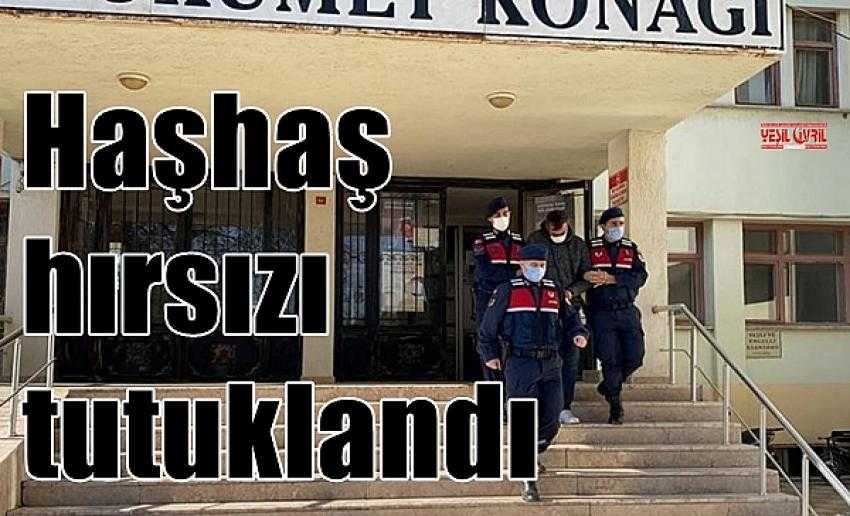 HAŞHAŞ HIRSIZI TUTUKLANDI