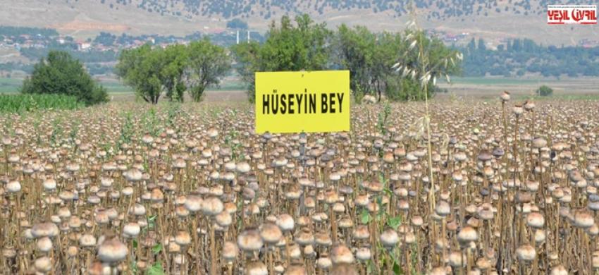 GELİŞTİRİLEN YENİ HAŞHAŞ TÜRLERİ TANITILDI