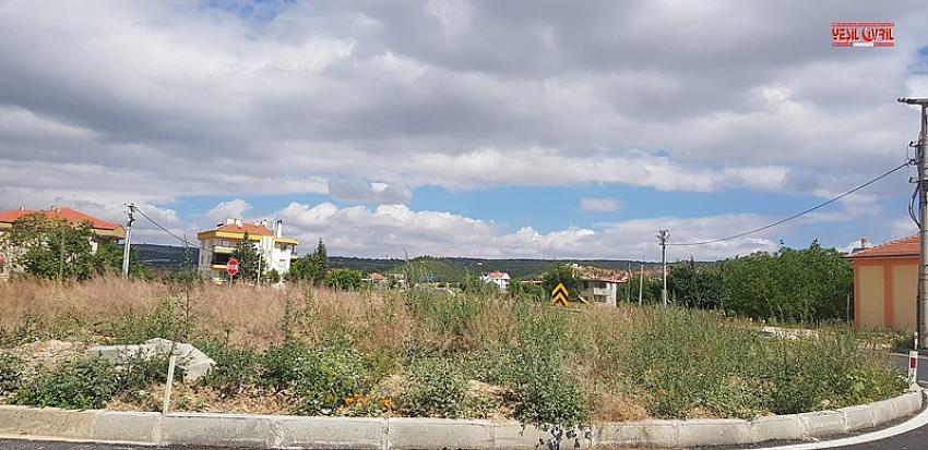KAVŞAKTAKİ OTLAR TRAFİĞİ TEHLİKEYE ATIYOR