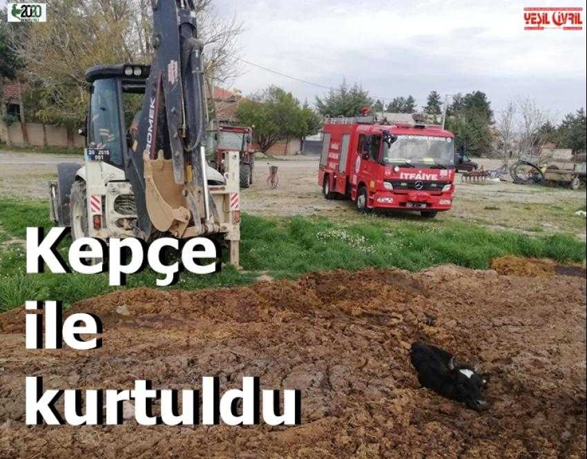 ÇUKURA DÜŞEN İNEK KEPÇE İLE KURTARILDI