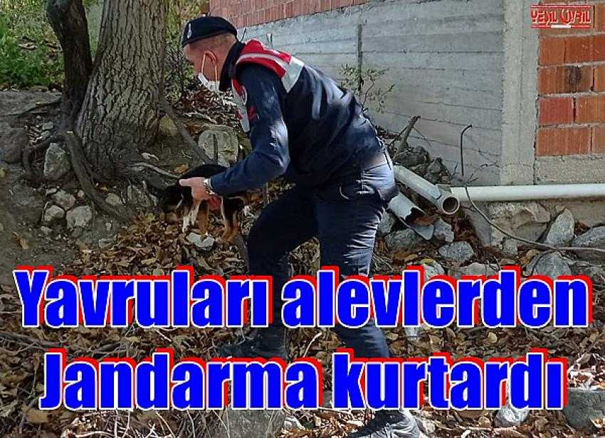 ANNE KÖPEK VE YAVRULARI JANDARMA KURTARDI