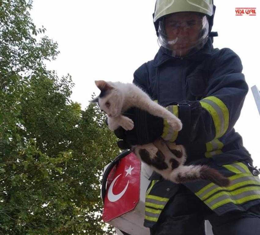 MAHSUR KALAN KEDİ KURTARILDI