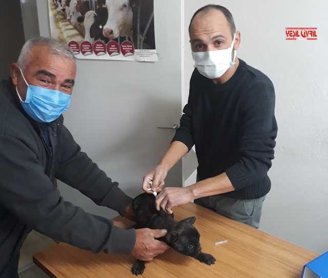 EVCİL HAYVANLAR İÇİN ZORUNLU ÇİP UYGULAMASI BAŞLADI