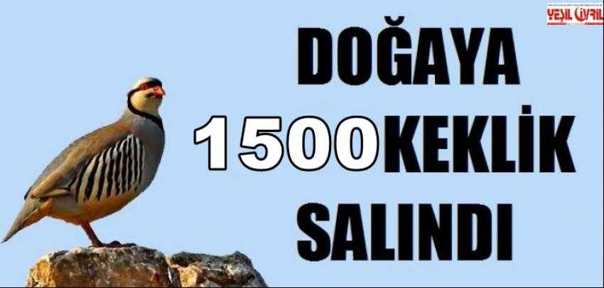 1500 KINALI KEKLİK DOĞAYA SALINDI