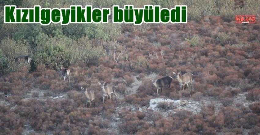 13 TÜRÜN SAYIMI YAPILDI. KIZILGEYİKLER BÜYÜLEDİ