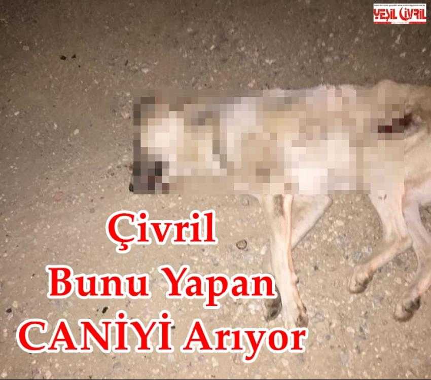 ÇİVRİL CANİLERİ ARIYOR