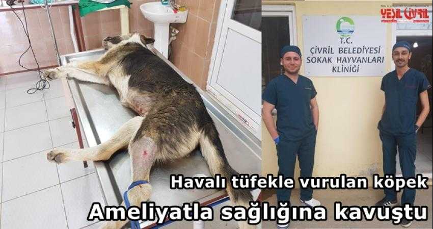 TÜFEKLE VURULAN KÖPEK TEDAVİ EDİLDİ