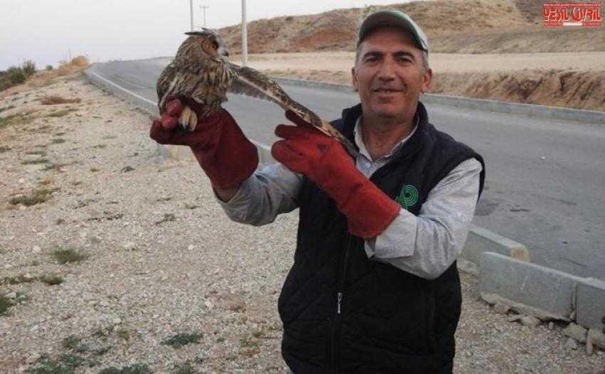 KULAKLI BAYKUŞ TEDAVİ ALTINA ALINDI