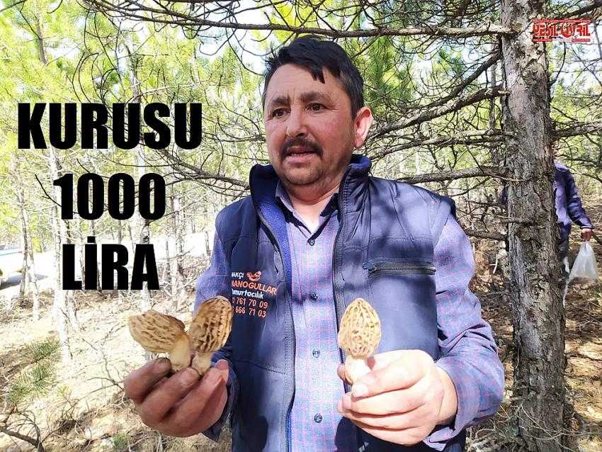 KURAKLIK KUZUGÖBEĞİNİ DE ETKİLEDİ
