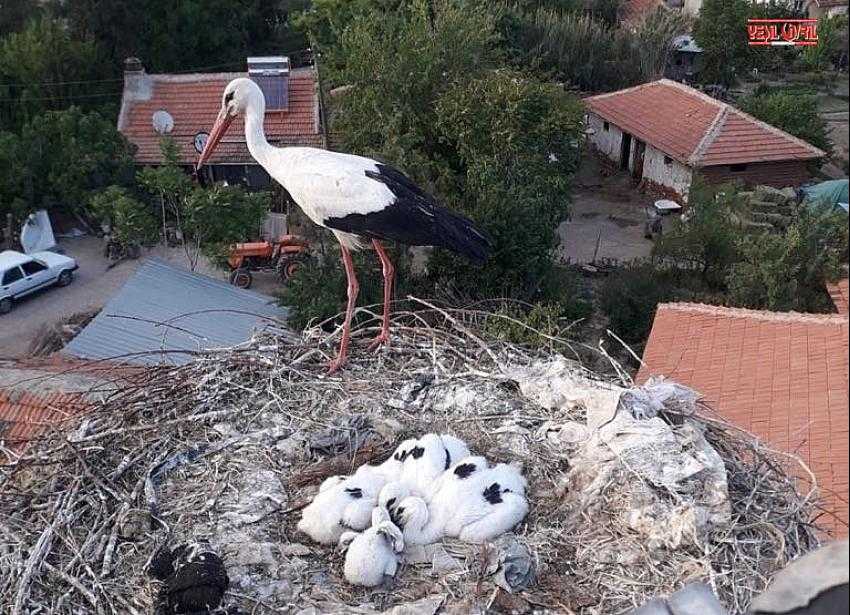 YUVADAN DÜŞEN YAVRU LEYLEĞİ İTFAİYE KURTARDI