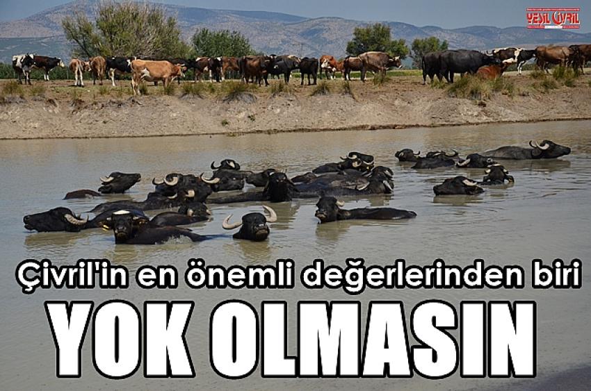 MANDA SÜTÜ ÇİVRİL'İN EN ÖNEMLİ DEĞERİ