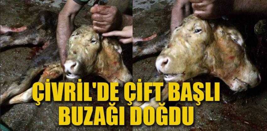 ÇİFT BAŞLI BUZAĞI ŞAŞIRTTI