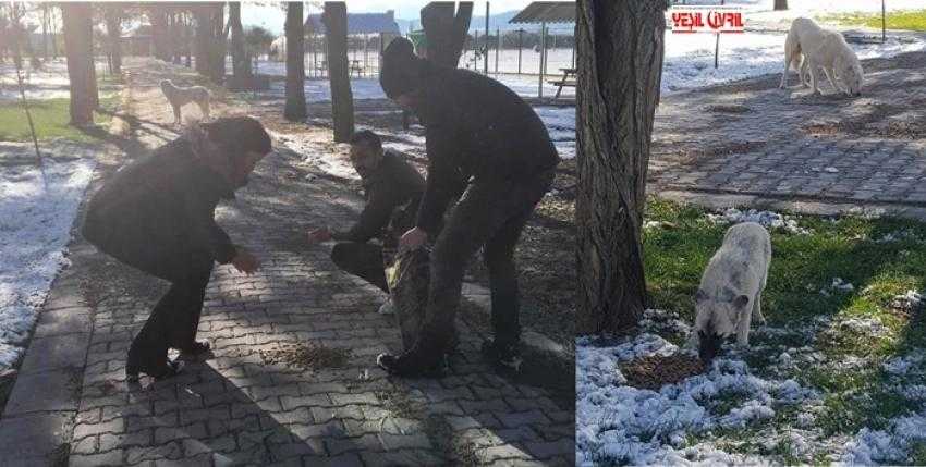 SOKAK HAYVANLARI İÇİN YEM BIRAKILDI