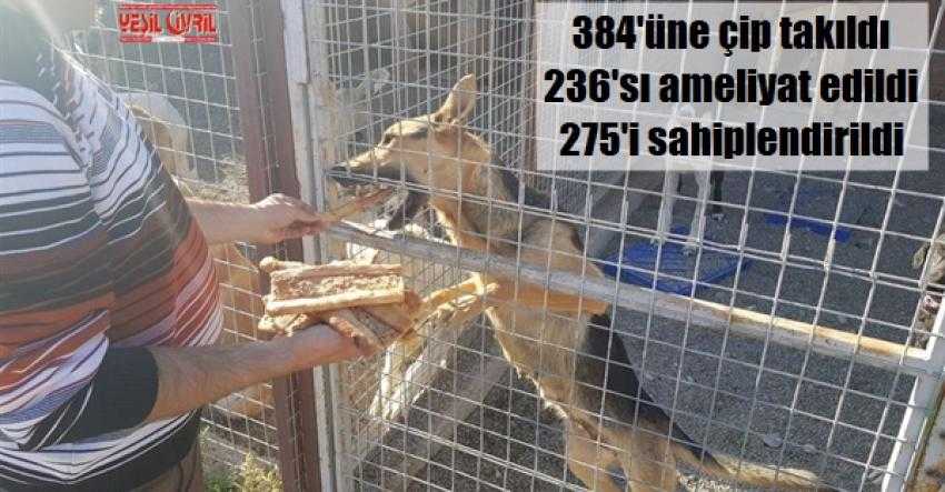 275 SOKAK HAYVANI SAHİPLENDİRİLDİ