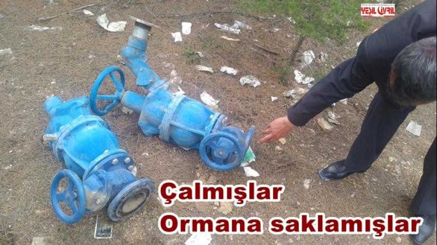BİNLERCE LİRALIK VANA ORMANDA BULUNDU